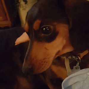 Meet your Posher, Doris